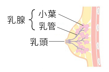 乳腺の図