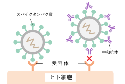 中和抗体の働き.png